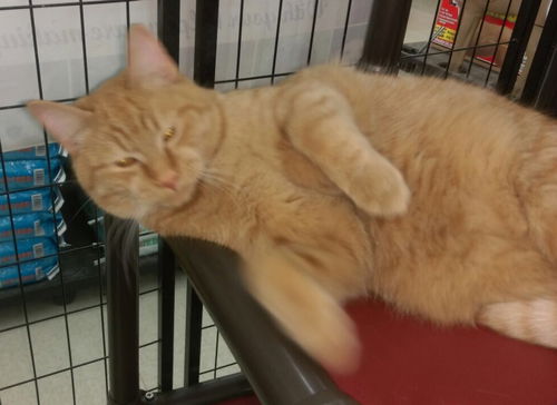 Sherbert