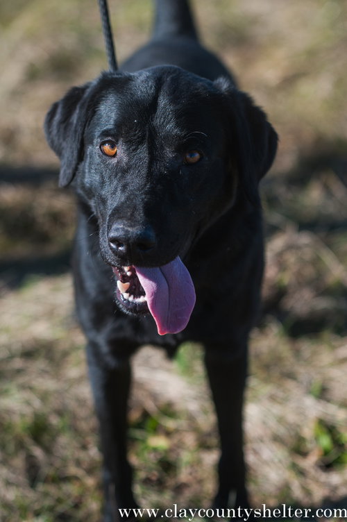Bo (Jet)