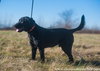 Bo (Jet)