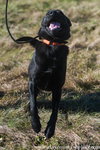 Bo (Jet)