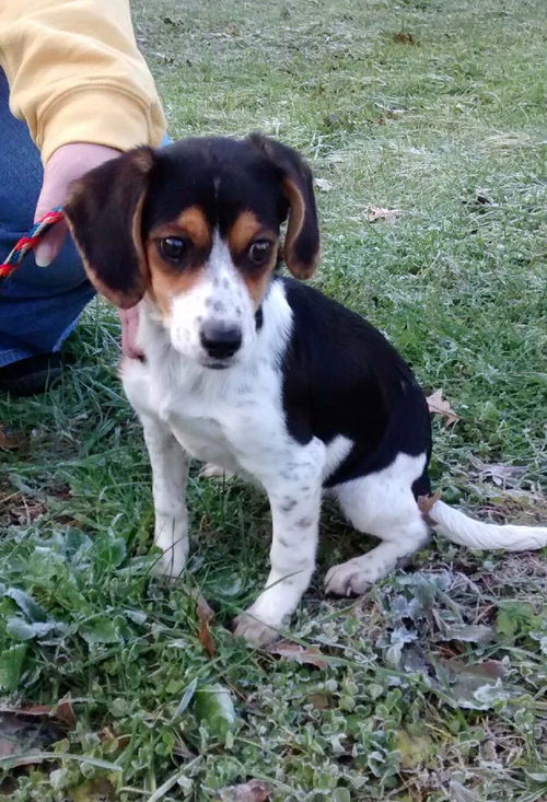 Teegan (Beagle Puppy)