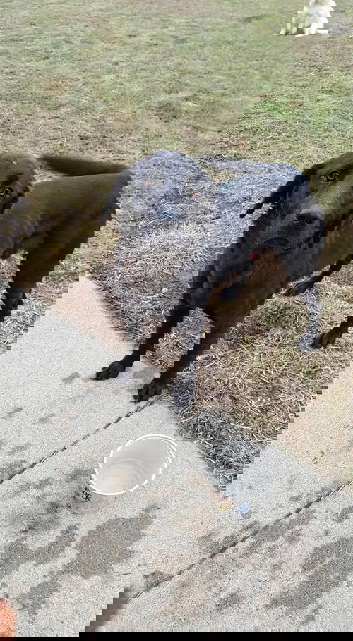 Tuco Doogle