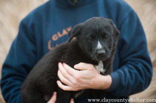 Sawyer