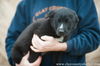 Sawyer