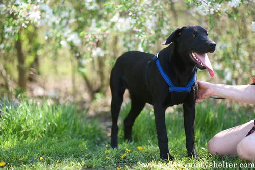 Max (Rigley)