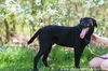 Max (Rigley)