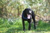 Max (Rigley)