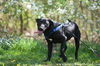 Max (Rigley)