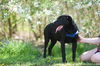 Max (Rigley)