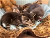 Kittens five