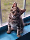 Kitten Oakland