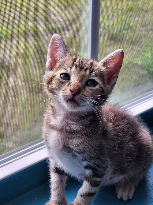 Kitten Hickory