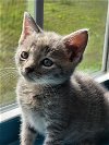 Kitten Rosey