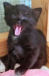 Kitten Daphne