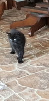 Kitten Licorice