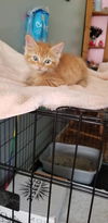 Kitten Andy