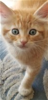 Kitten Rusty