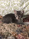Kittens Sonny Cher and Timmy