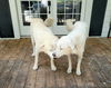 Barney and Sandy bonded