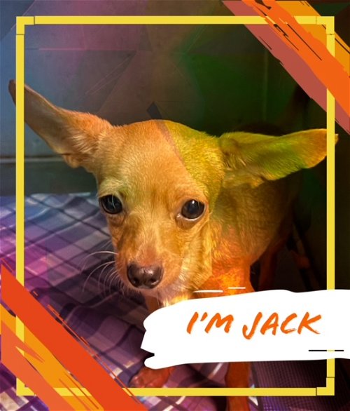 Puppy Jack