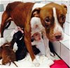ROSIE - I saved 11 puppies that weren't mine