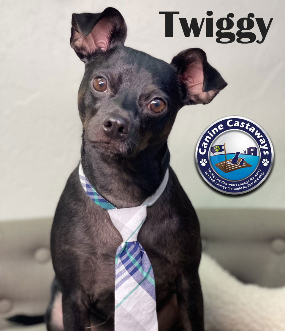 adoptable Dog in Bradenton, FL named Twiggy