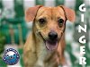 adoptable Dog in arcadia, FL named Ginger