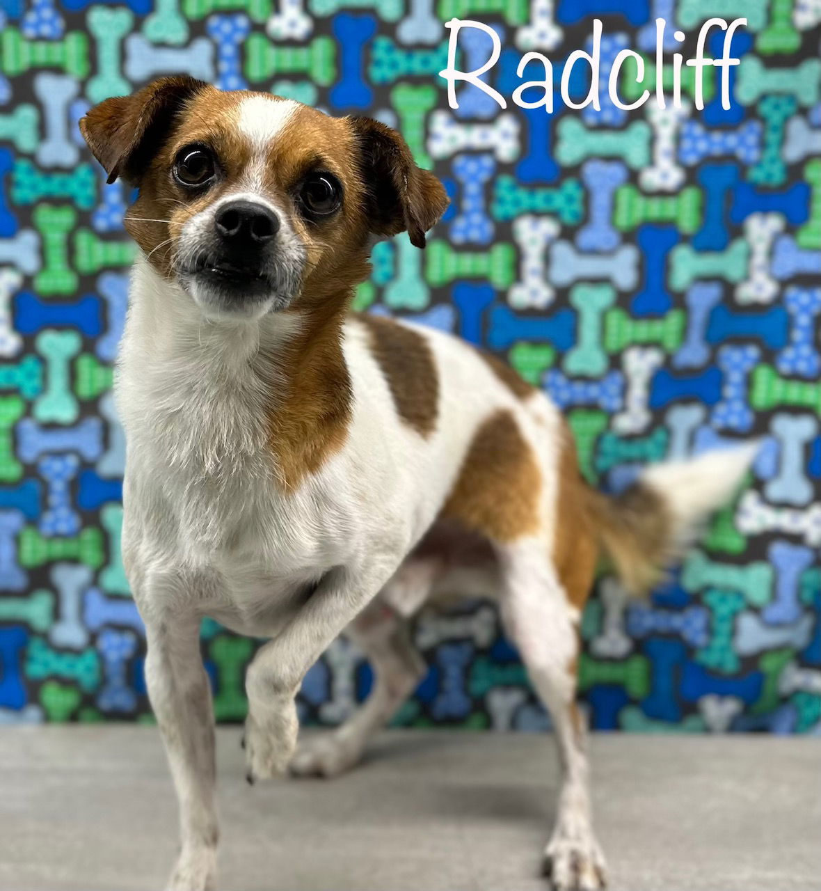 adoptable Dog in Arcadia, FL named Radcliffe