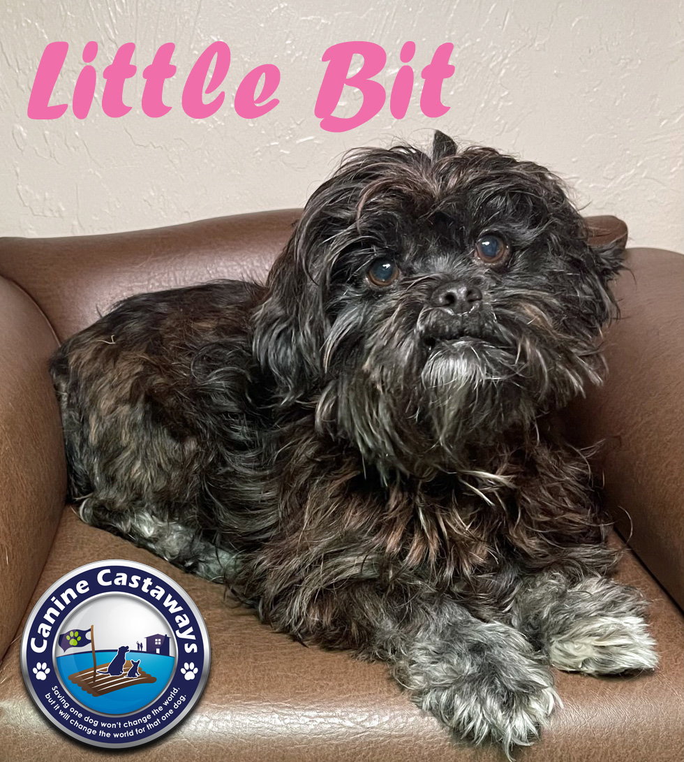 Dog for Adoption Adopted Little Bit, a Shih Tzu in Bradenton, FL