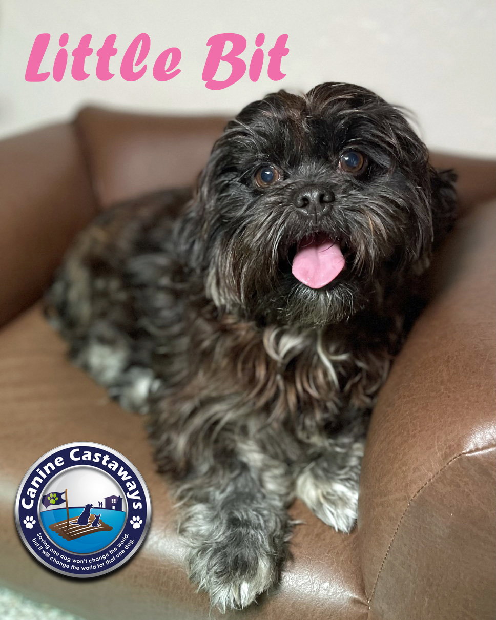 Dog for Adoption Adopted Little Bit, a Shih Tzu in Bradenton, FL