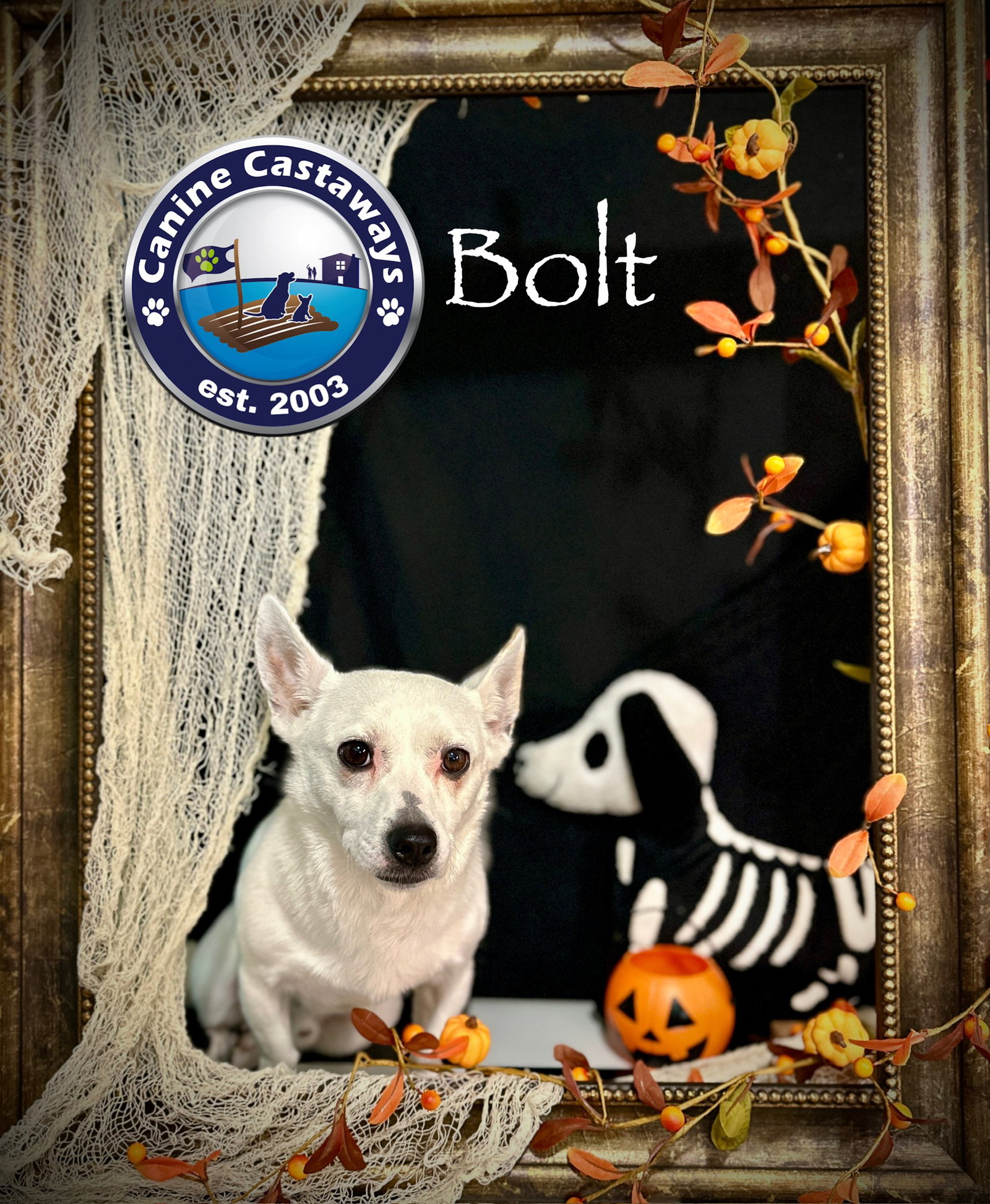 Bolt