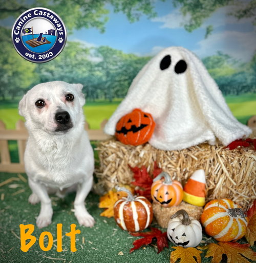 Photo 2 of Bolt