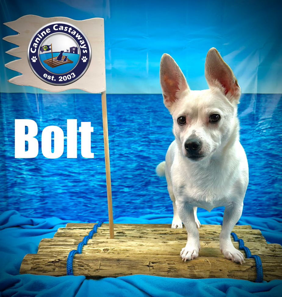 adoptable Dog in Arcadia, FL named Bolt