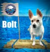 adoptable Dog in arcadia, CA named Bolt
