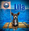 adoptable Dog in arcadia, FL named Delilah