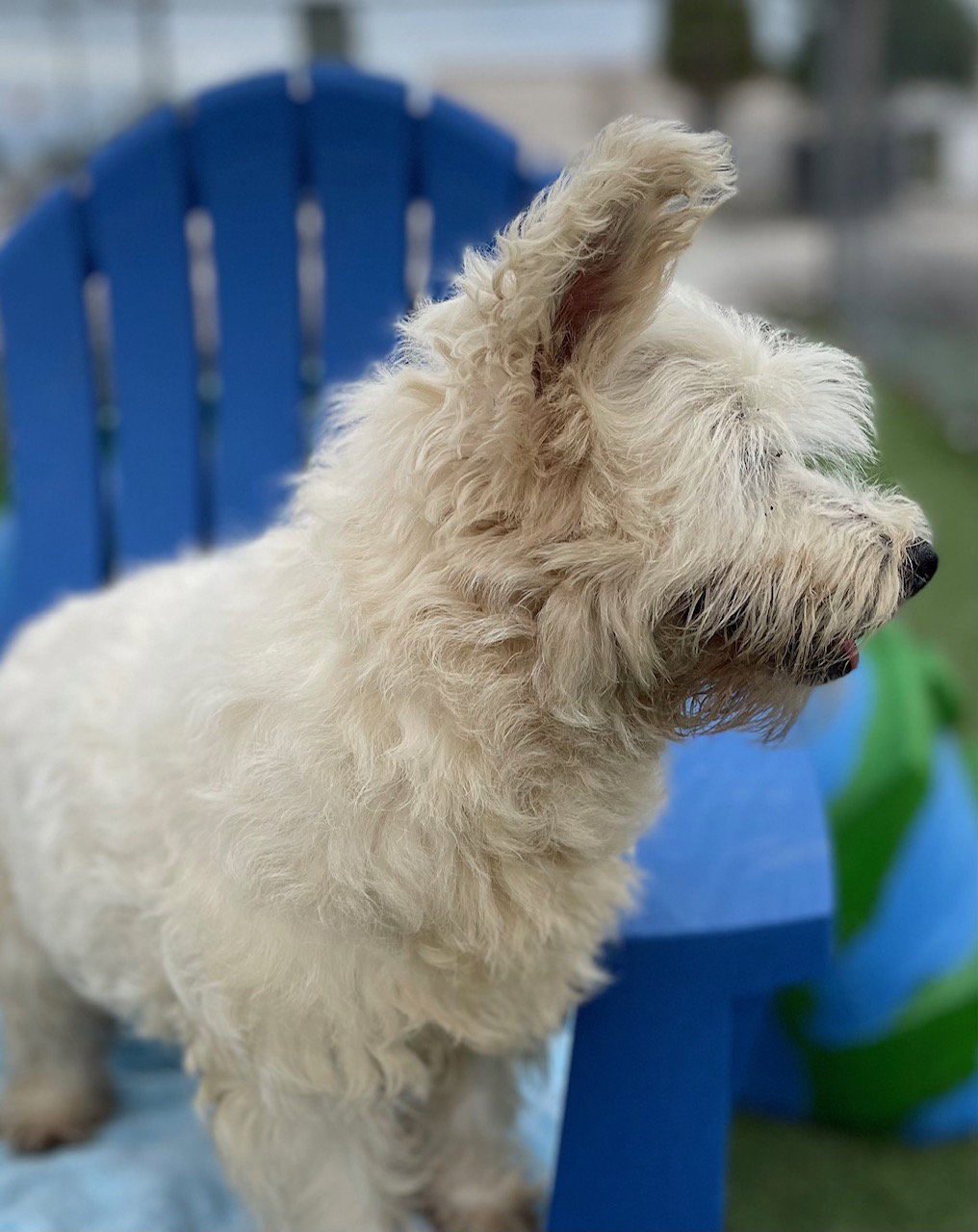 Dog for Adoption Rosie, a West Highland White Terrier Westie in