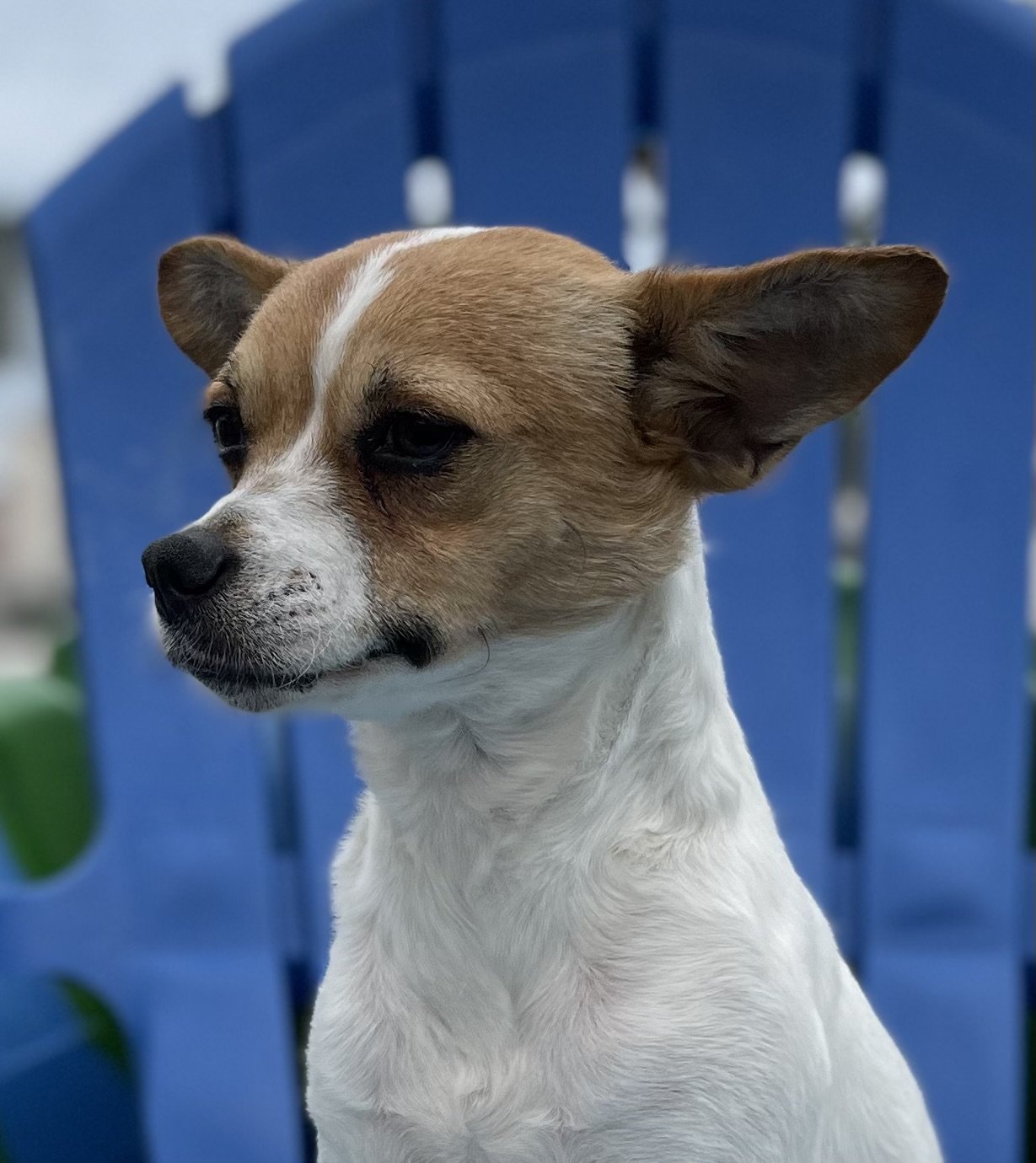 adoptable Dog in Arcadia, FL named Bagel
