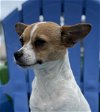 adoptable Dog in arcadia, CA named Bagel