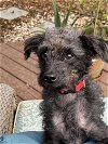 adoptable Dog in arcadia, FL named Fin