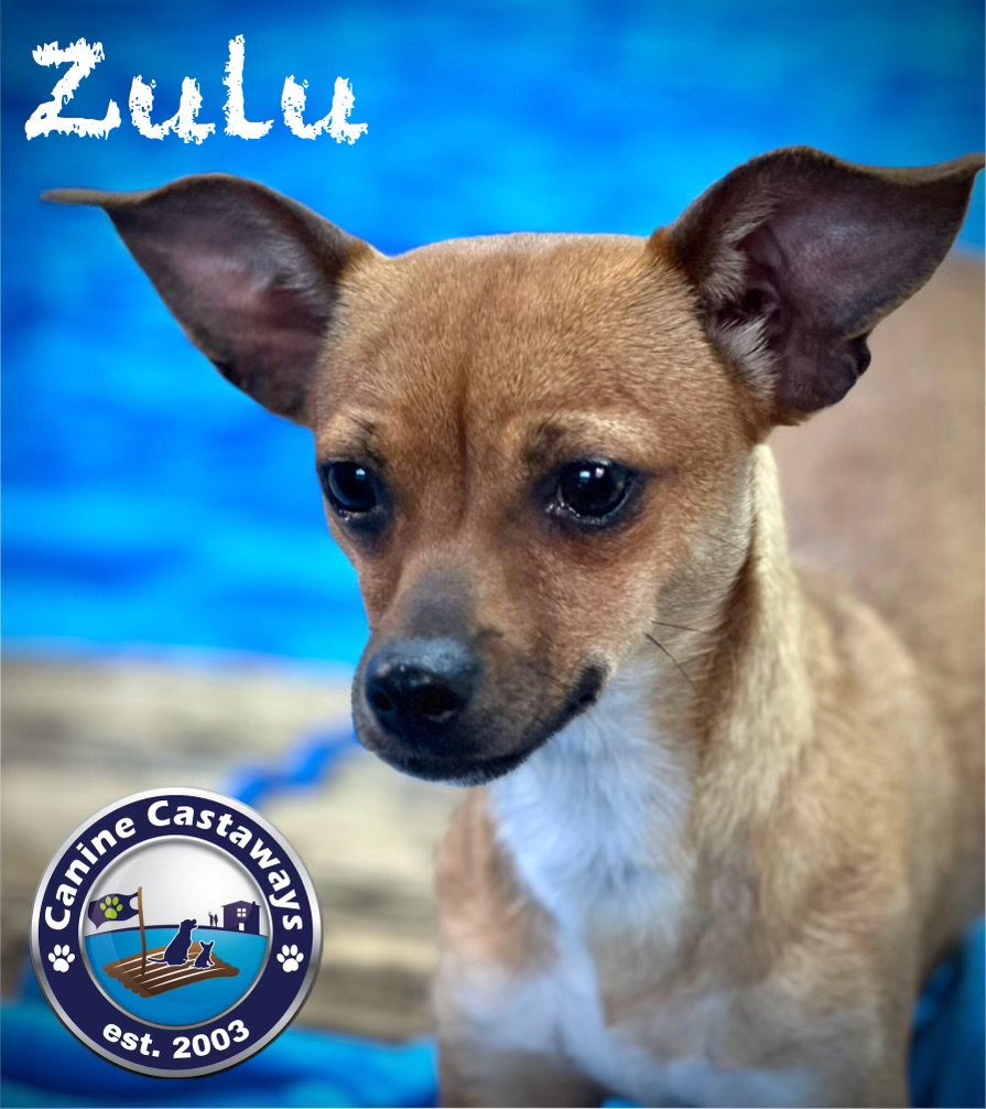 adoptable Dog in Arcadia, FL named Zulu