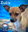 adoptable Dog in arcadia, CA named Zulu