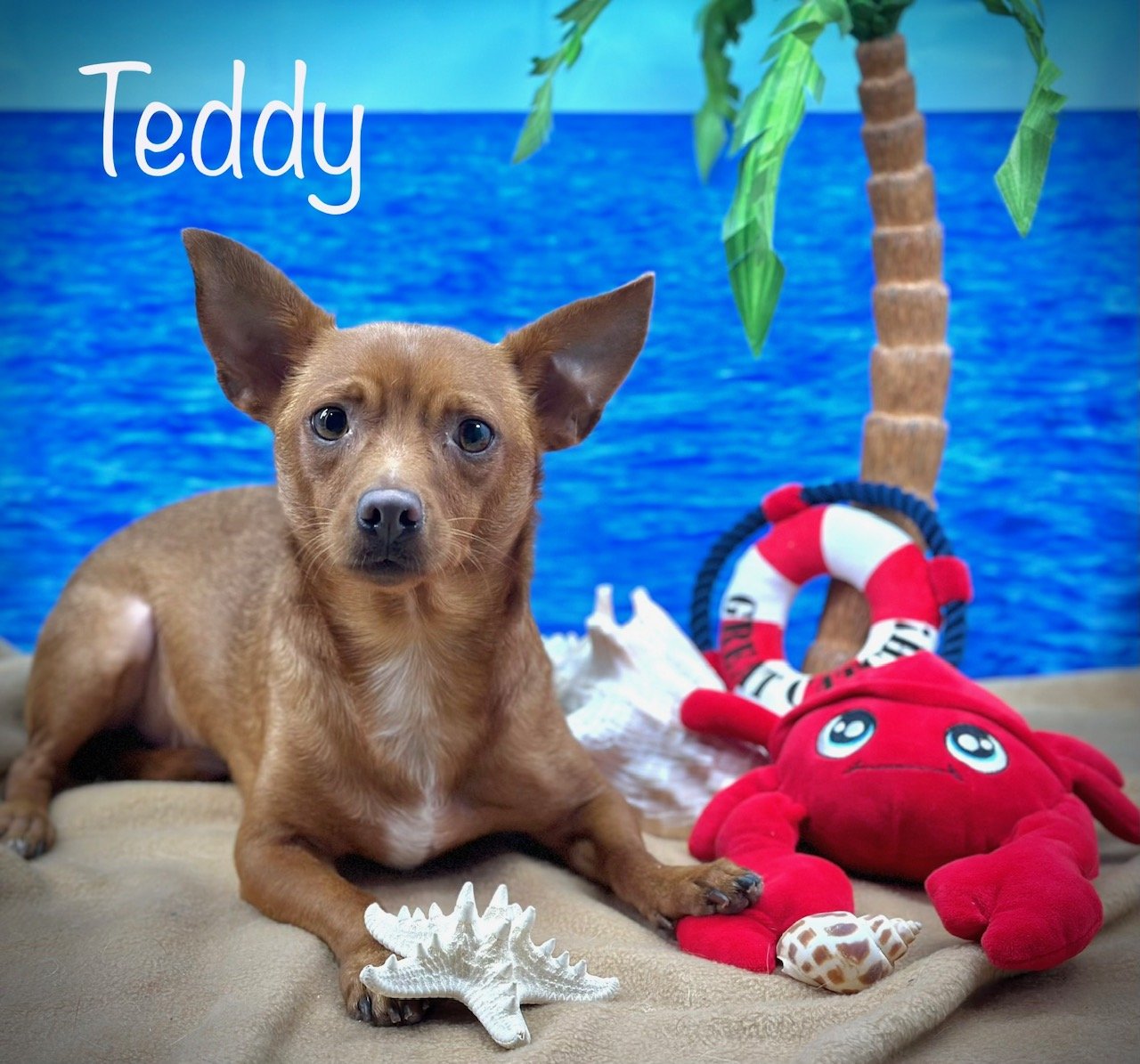 adoptable Dog in Arcadia, FL named Teddy