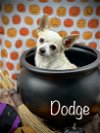 adoptable Dog in  named Dodge