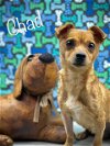adoptable Dog in  named Chad