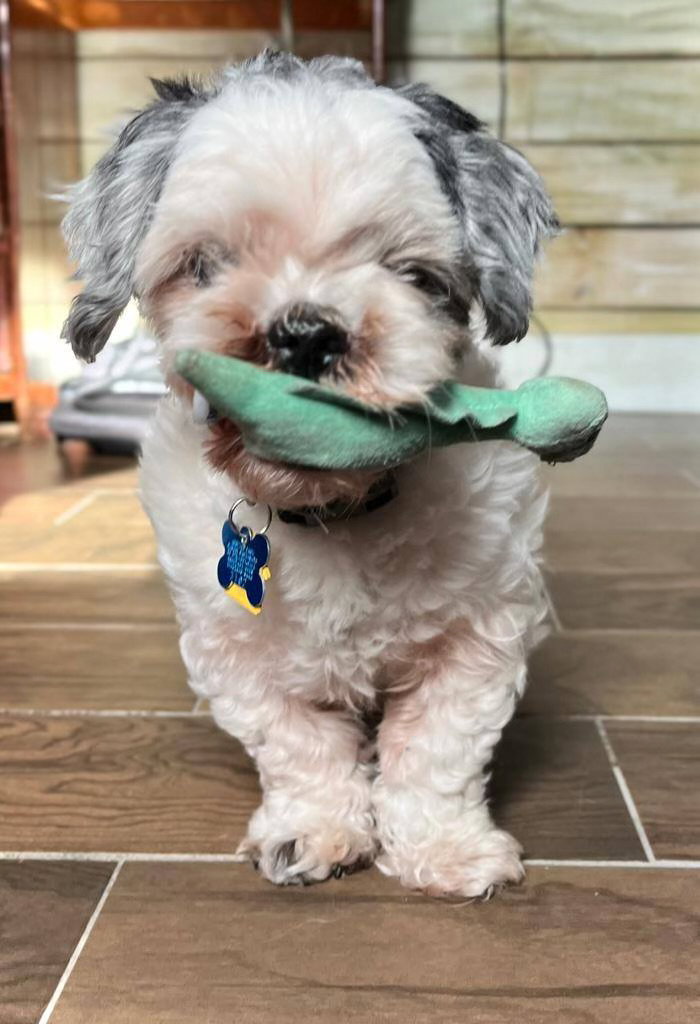 Adopted - Oberon - Forever Foster