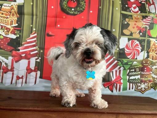 Adopted - Oberon - Forever Foster