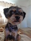 adoptable Dog in arcadia, CA named Carlin