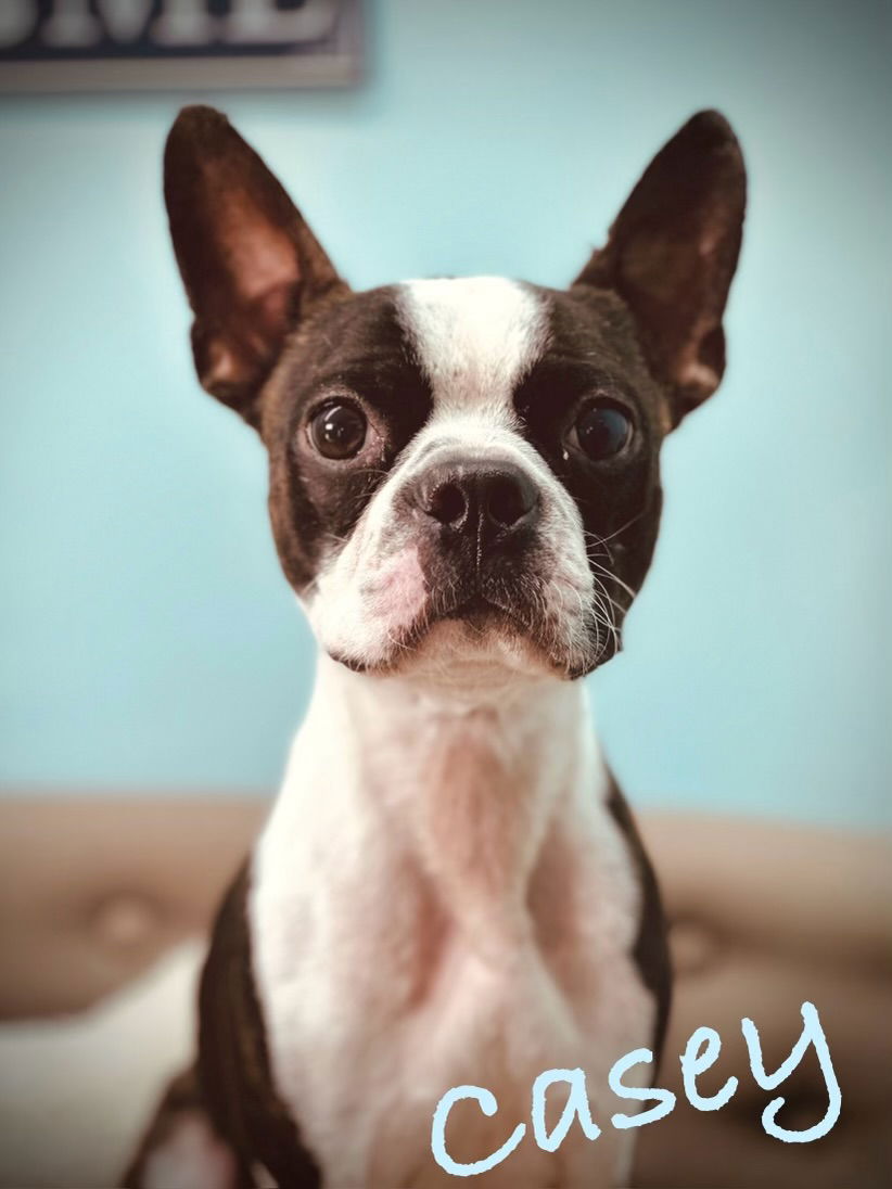 Dog for Adoption - Casey, a Boston Terrier in Cape Coral, FL | Alpha Paw