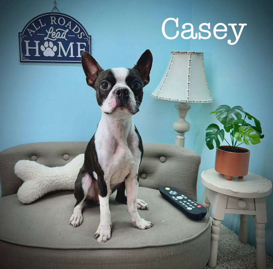 Dog for Adoption - Casey, a Boston Terrier in Cape Coral, FL | Alpha Paw