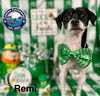 adoptable Dog in Arcadia, FL named Remi